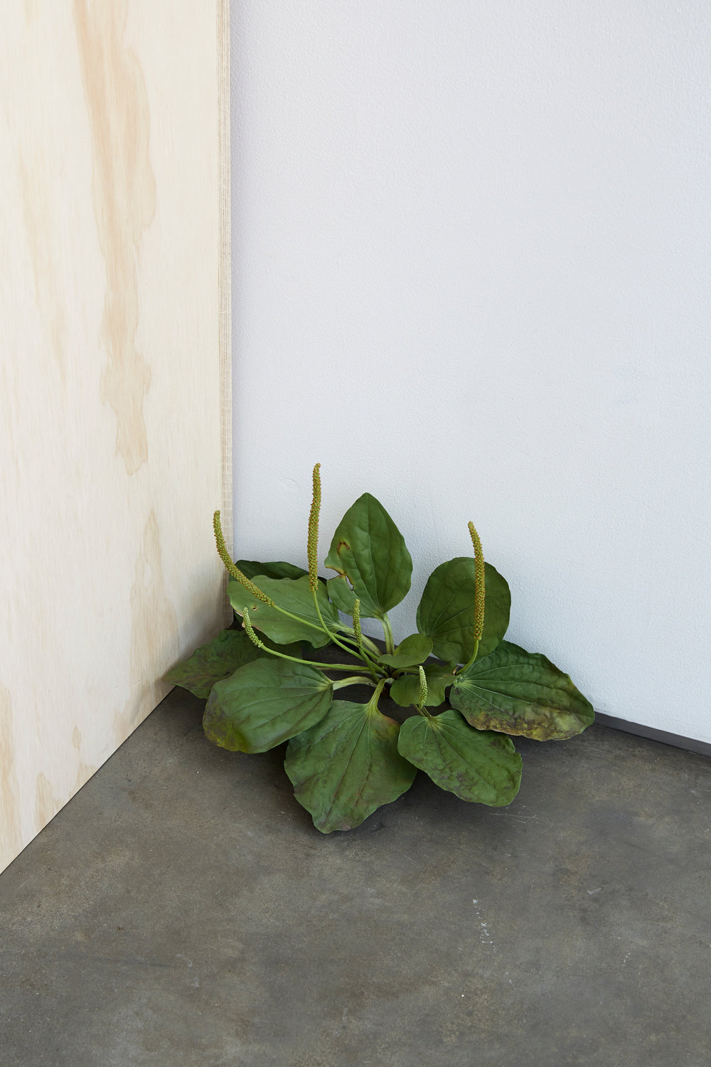 Matelli, weed 294, 2014, painted bronze, 11 x 9 x 15 in. 27.9 x 22.9 x 38.1 cm photo credit jason wyche