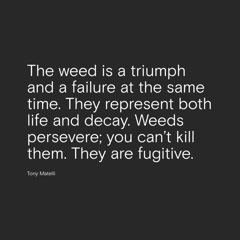 Tony matelli weeds quote4